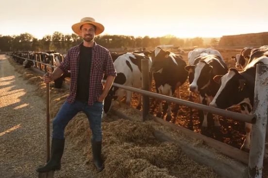 Farmer with cattle at sunset
